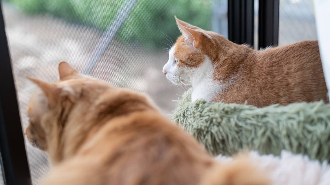 Cat Dad Sets Up 'Cat TV' for His Orange Kitties, and They Never Miss an Episode 