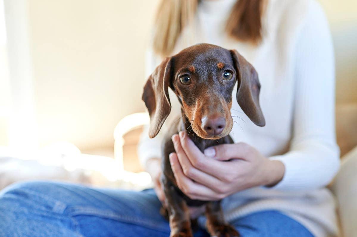  An affectionate Dachshund on a woman's lap.
