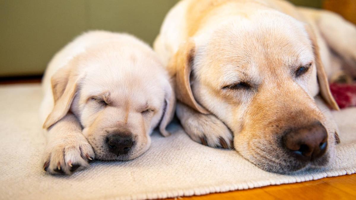 Yellow Labrador dog and puppy sleeping next to each other. 