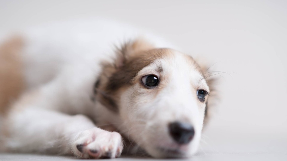 Borzoi's List of Recent ‘Tragedies' Proves She Has Suffered Enough 