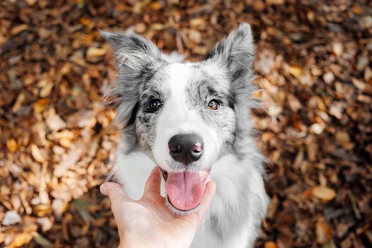  April birth month energy equals the perfect dog parent.