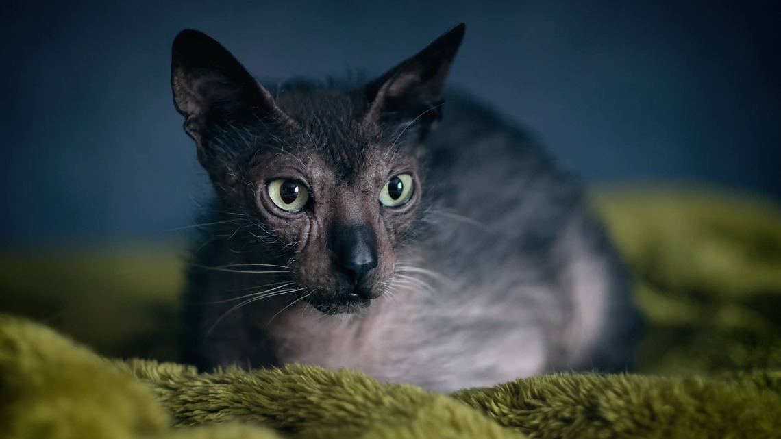 This Rare Gray Cat Breed Looks Like the Most Stunning Real-Life Werewolf 