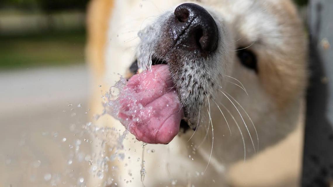 Five Below's $5 Find Makes It Easy to Keep Your Dog Hydrated On the Go 