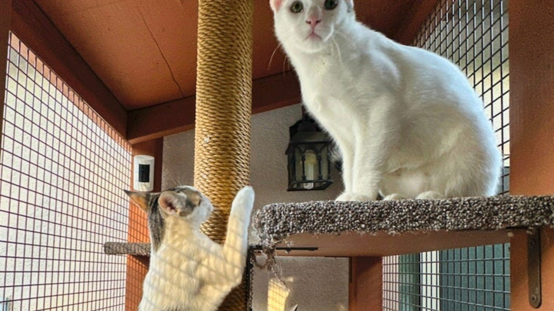 Inside the 'catio' boom: How outdoor enclosures give cats a safe taste of nature 