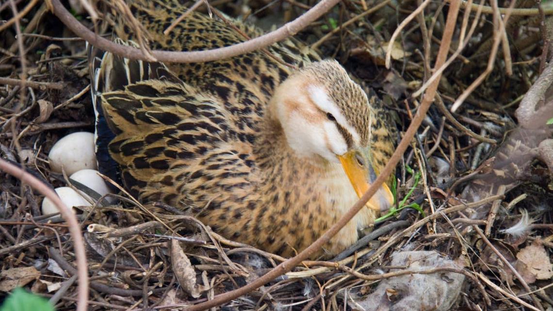Mama Duck Builds a Nest on Woman's Second-Floor Patio-and the Internet Is Invested 