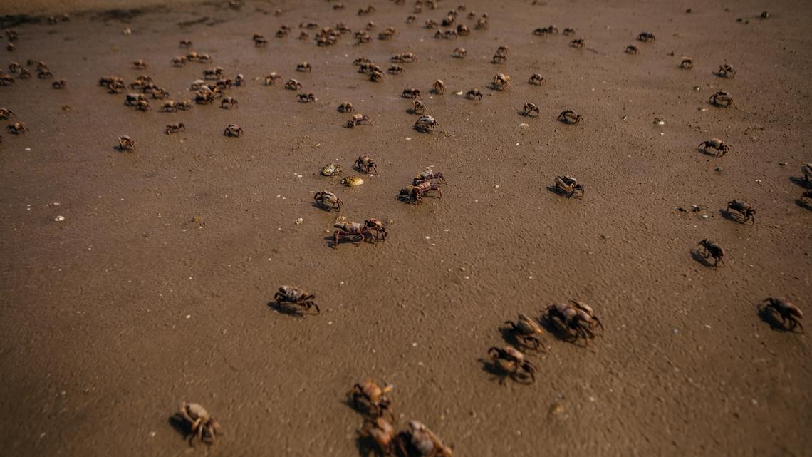 Food Influencer Emma Amit Dies After Eating Toxic Crab for Stunt: Report 