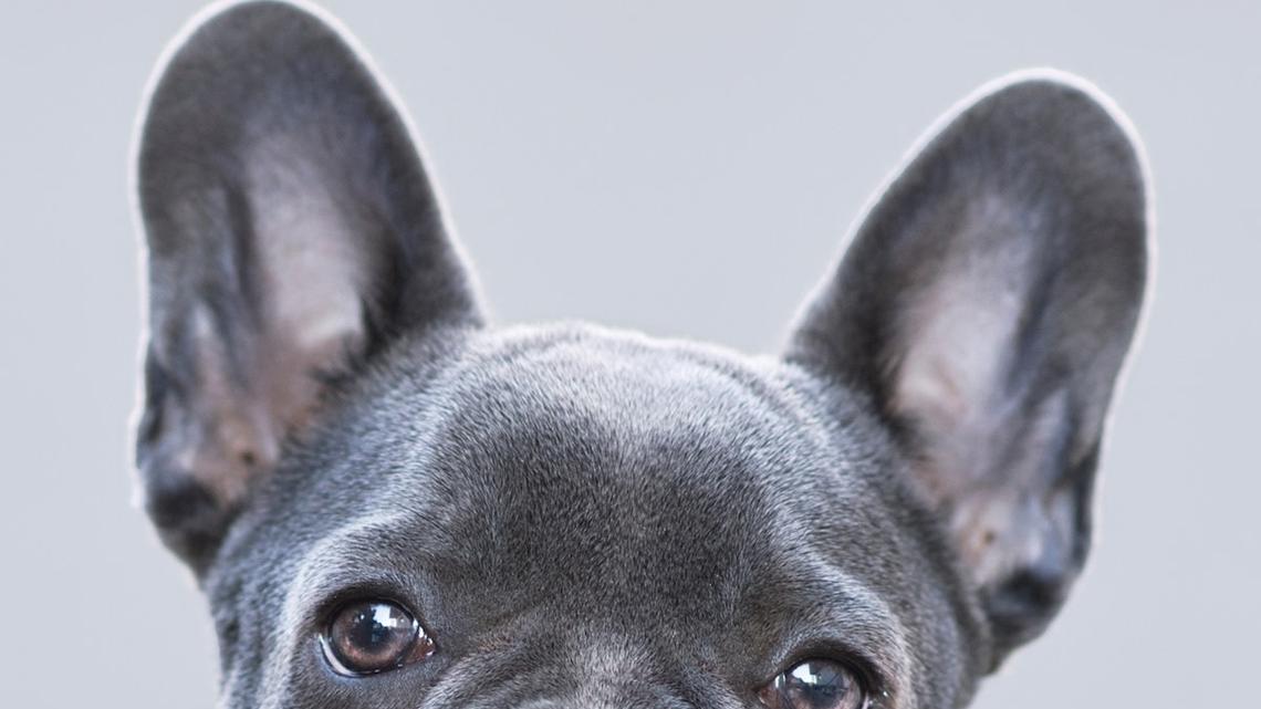 Pudgy Gray Frenchie Looks Exactly Like a Baby Koala Bear 