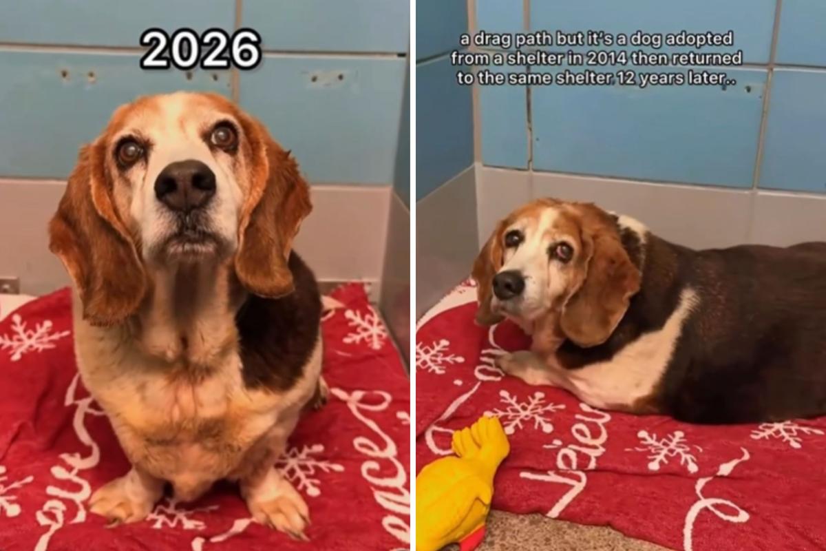  Screenshots from a May 23 Instagram video of a senior dog, Lola, sitting inside an animal shelter, the same one she was adopted from 12 years earlier. 