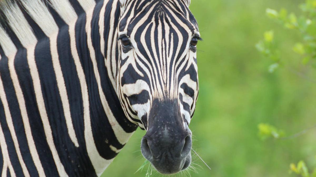 Zebra out in the wild. 