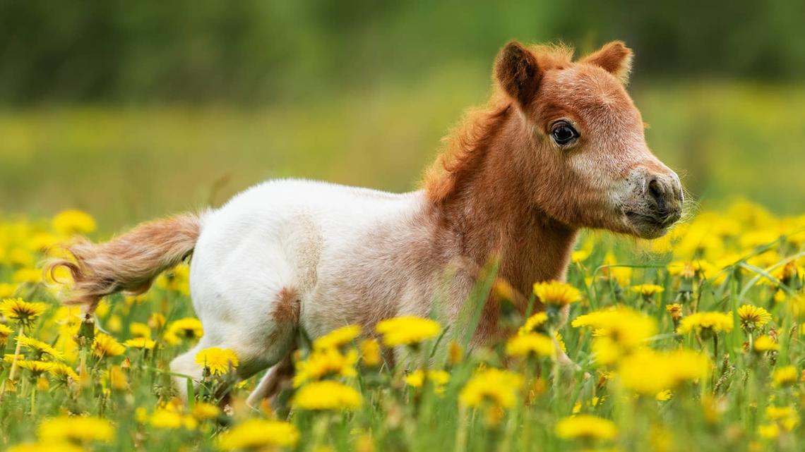 The Way This Mini Pony Takes a Nap Has Everyone Saying the Same Thing 