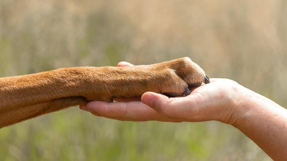 Rescue Dog With Floppiest Ears in All the Land Shows off the Cutest Hero Costume 
