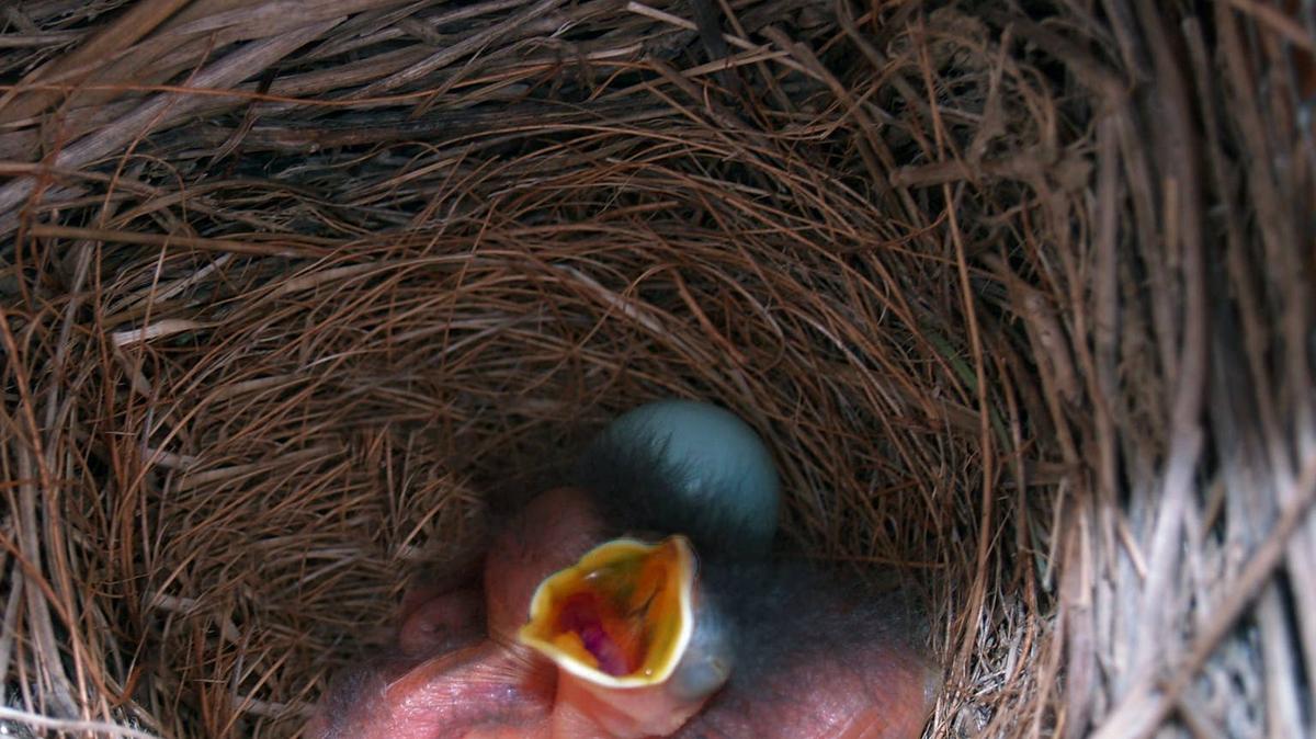 Newly hatched baby bluebirds. 