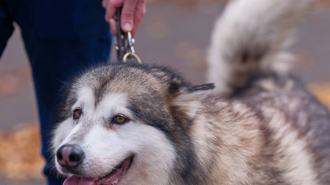 Hilarious Malamute Grooming Transformation Leaves Owners Wondering If They Picked Up the Right Dog 