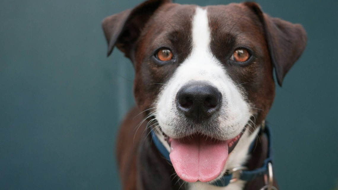 Sweet 3-Legged Shelter Dog Continues to Face Rejection for 'Looking Different' 