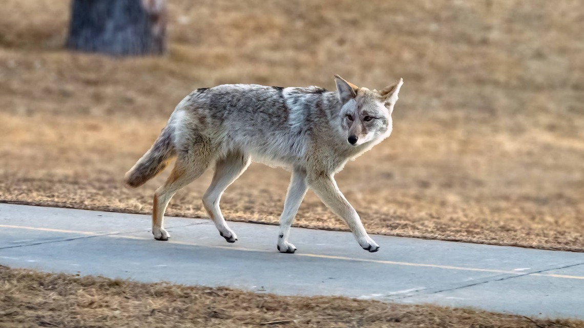 Coyote Ripping Open a Chewy Box Is Just an Excited Puppy at Heart