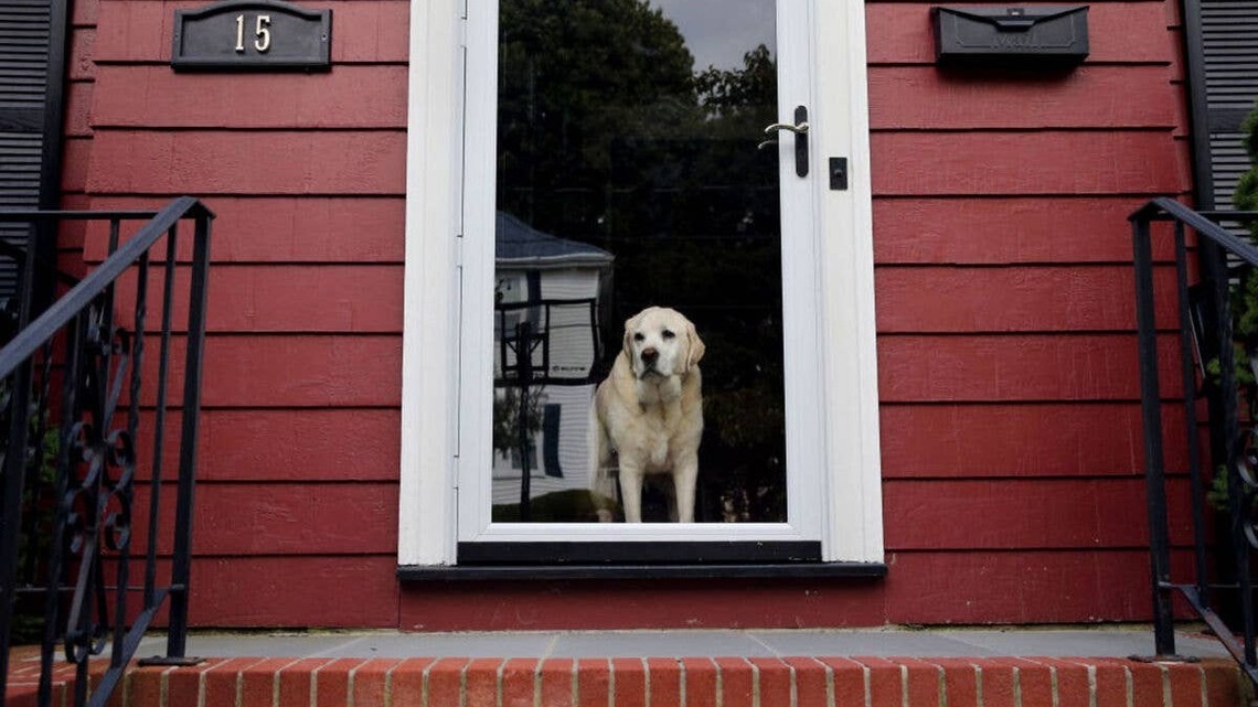 How to Tell Your Dog You're Coming Right Back So They Don't Panic, Says an Expert 
