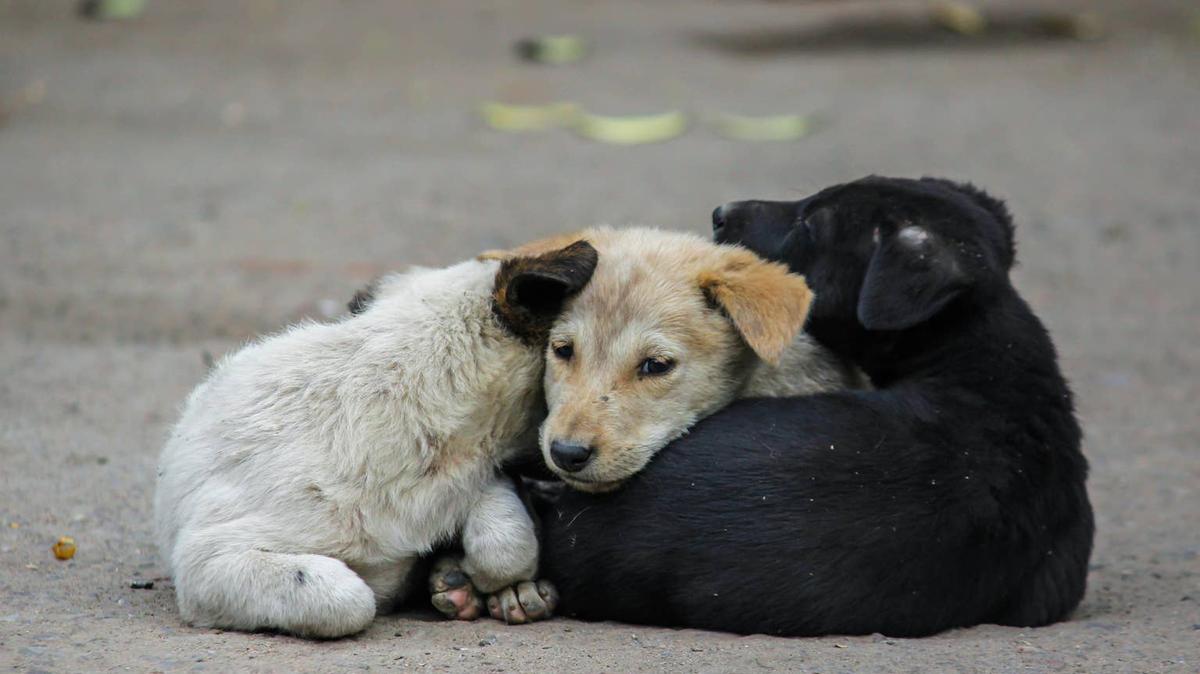Two puppies cuddling on the street. 