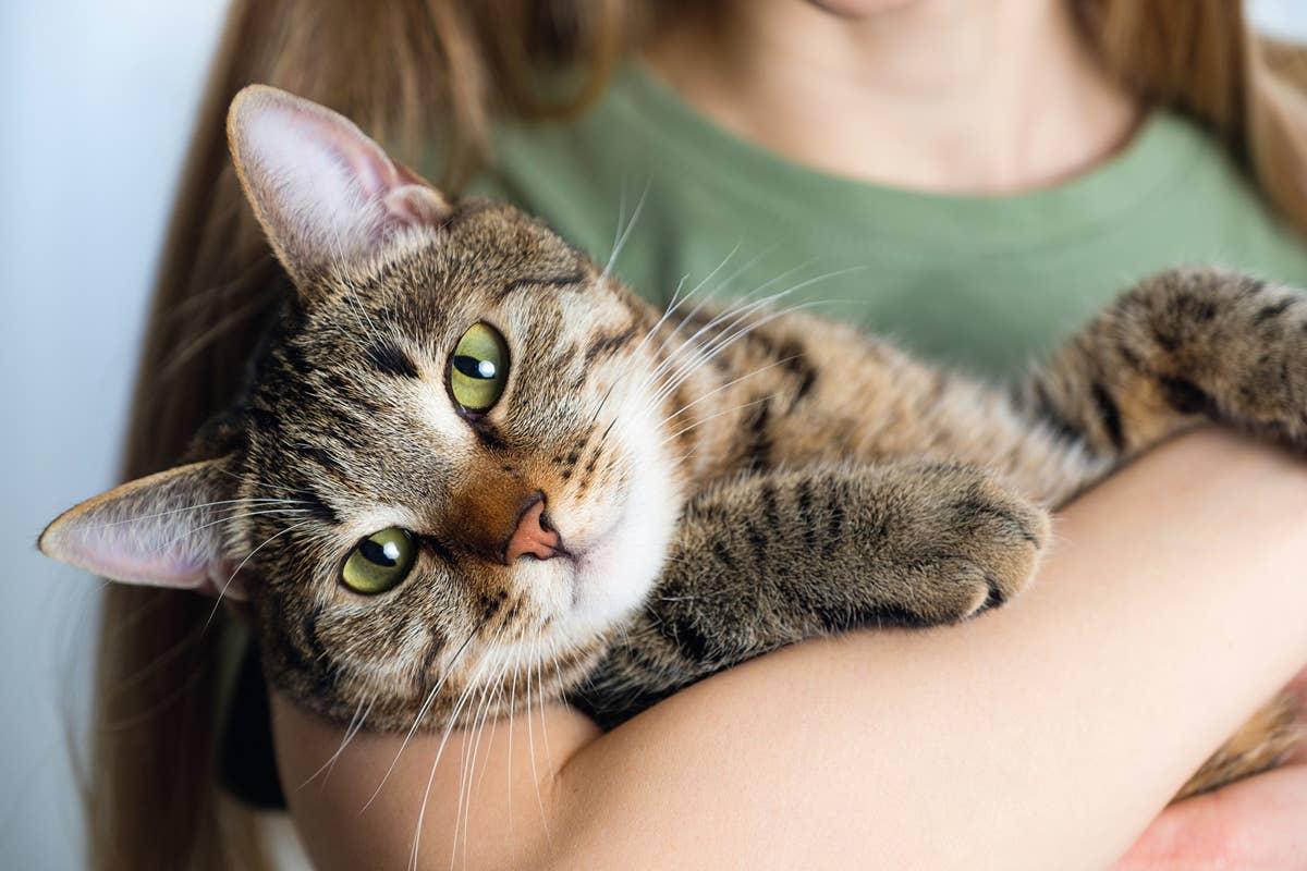  A cat sensing that its owner is sad and cuddling with them.