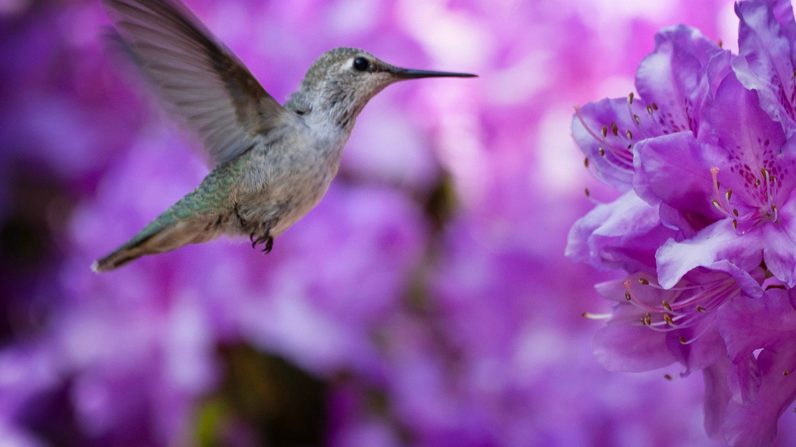 Why your garden needs a late summer nutrient boost from fertilizer