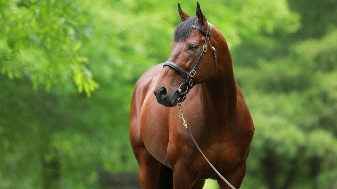 Triple Crown Winner American Pharoah's Japanese Fee Set At $25,254 In 2027 
