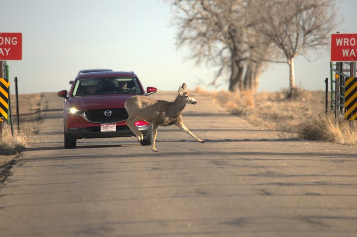 A mule deer crosses the road in front of a car in Rocky Mountain Arsenal National Wildlife Refuge in Denver.