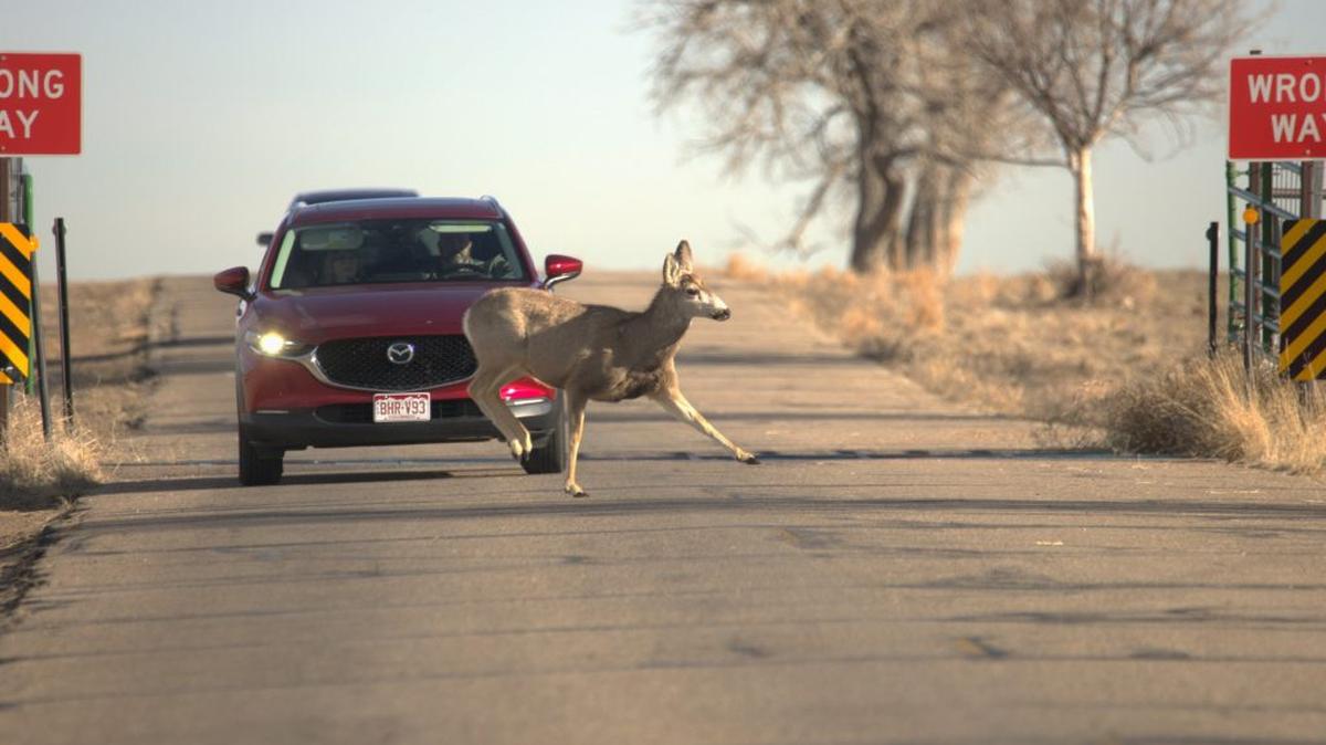 Mule Deer crossing the road in front of a car in Rocky Mountain Arsenal National Wildlife Refuge, in Denver. (Dr. Dave Kenny via SWNS). 