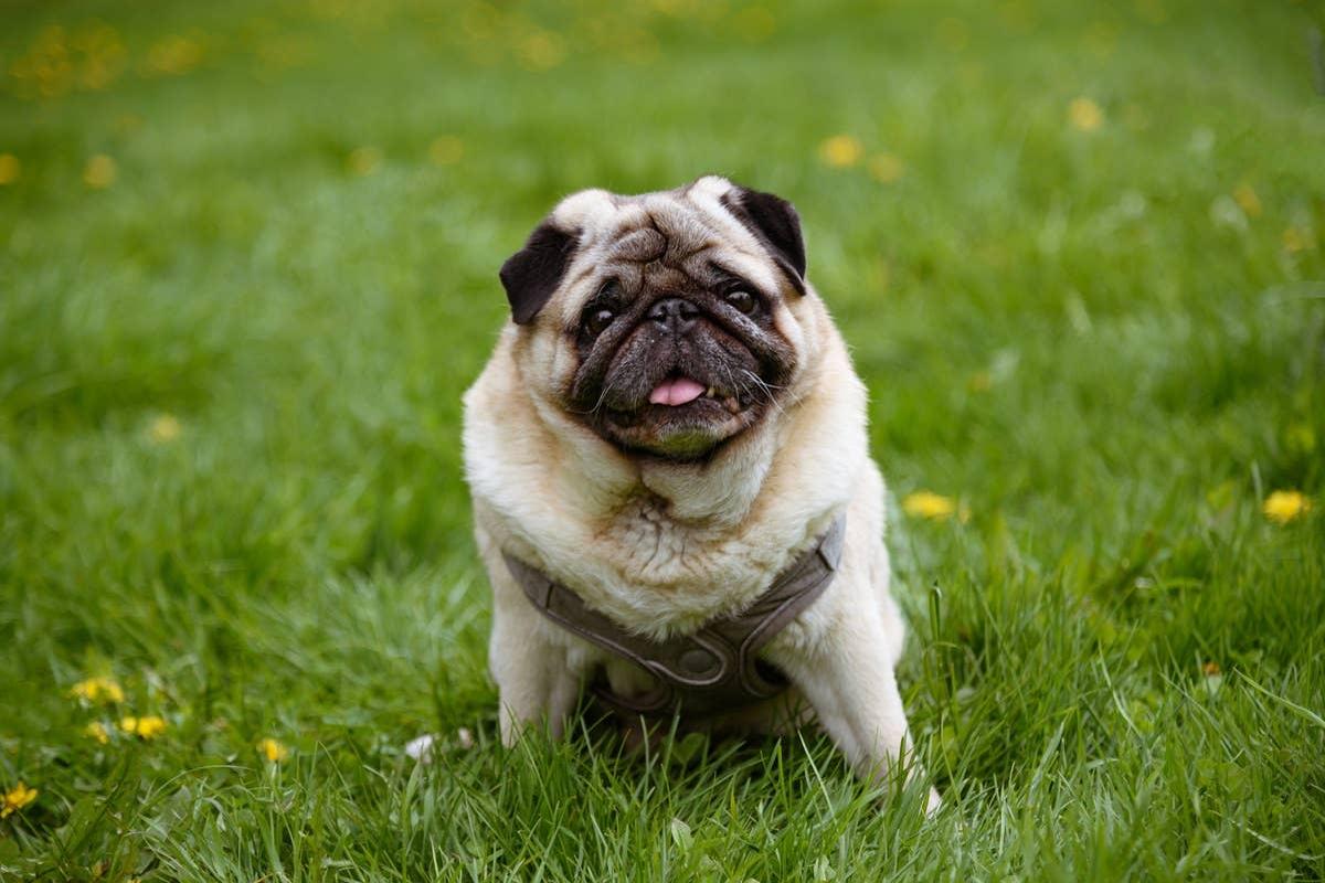  A happy Pug in its compact backyard playing.