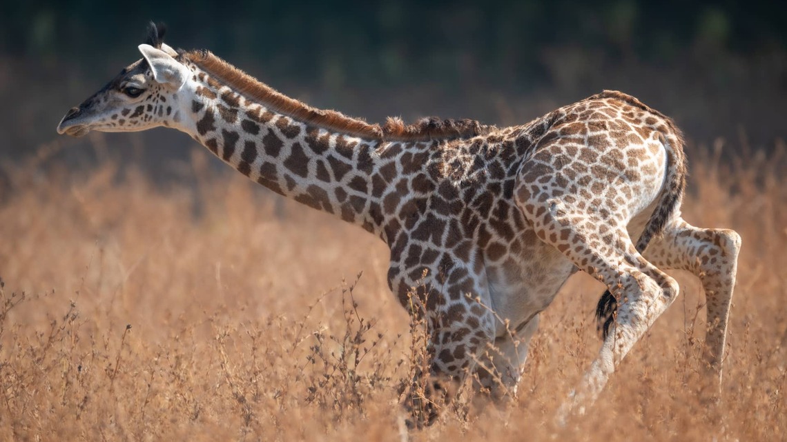 Baby Giraffe Gets the Zoomies and Looks Like the World's Most Awkward Horse 