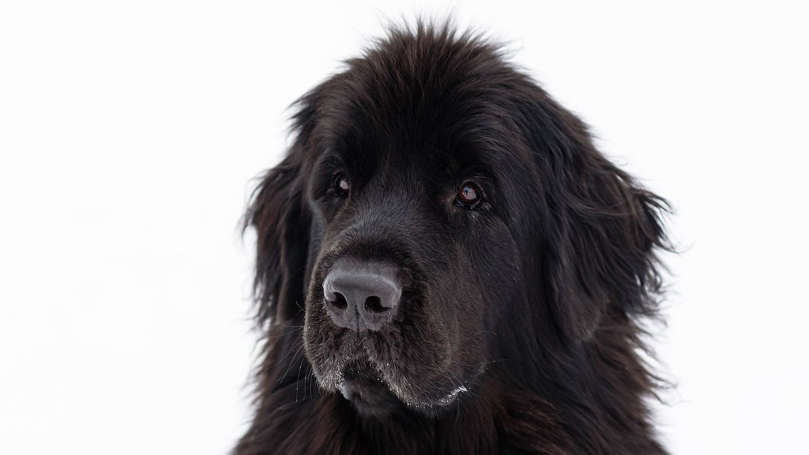 Newfoundland Refuses to Enter Grandma's House After Her Death, and We're Reaching for Tissues 