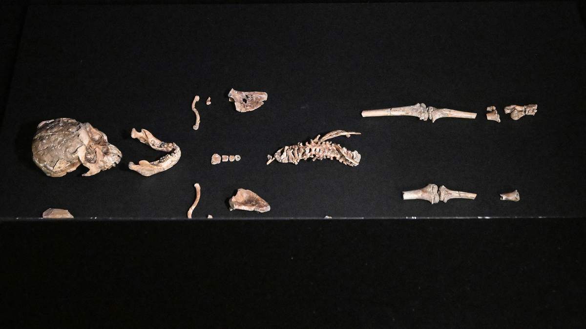 The fossilized skull and skeletal remains of human ancestor "Selam," a baby Australopithecus discovered in Dikika, Ethiopia in 2000, are on display at the Czech National Museum in Prague on Aug. 25, 2025. The 3.18-million-year-old bone fragments of human ancestor Lucy, which rarely leave Ethiopia, are on display in Europe for the first time on Aug. 25 at the museum in Prague. The ancient remains of the Australopithecus afarensis were discovered in Ethiopia in 1974. The find was, at the time, the most complete ever made and revolutionized the understanding of humanity's ancestors. Lucy's remains are presented alongside Selam, the fossil of a baby Australopithecus who lived about 100,000 years earlier than Lucy and was found in the same place 25 years later. (Michal Cizek/AFP via Getty Images/TNS)