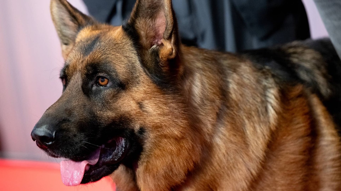 FDA Announces Urgent Warning About Dog Food Sold in 11 States-See the Map 