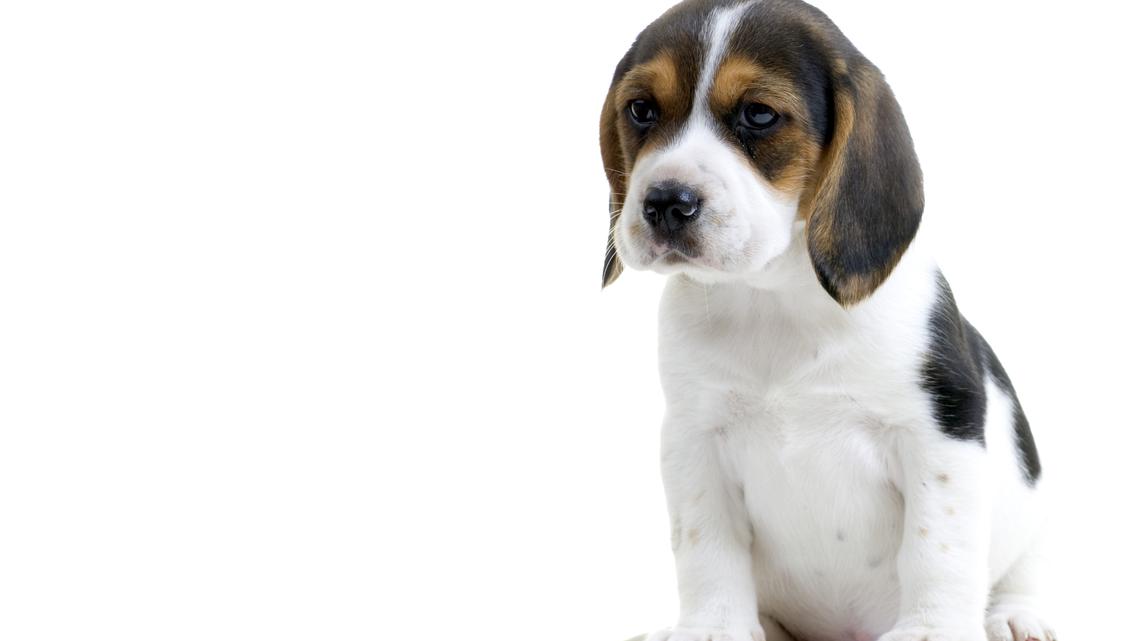Commentary: The rescue of 1,500 beagles must be the beginning, not the end 