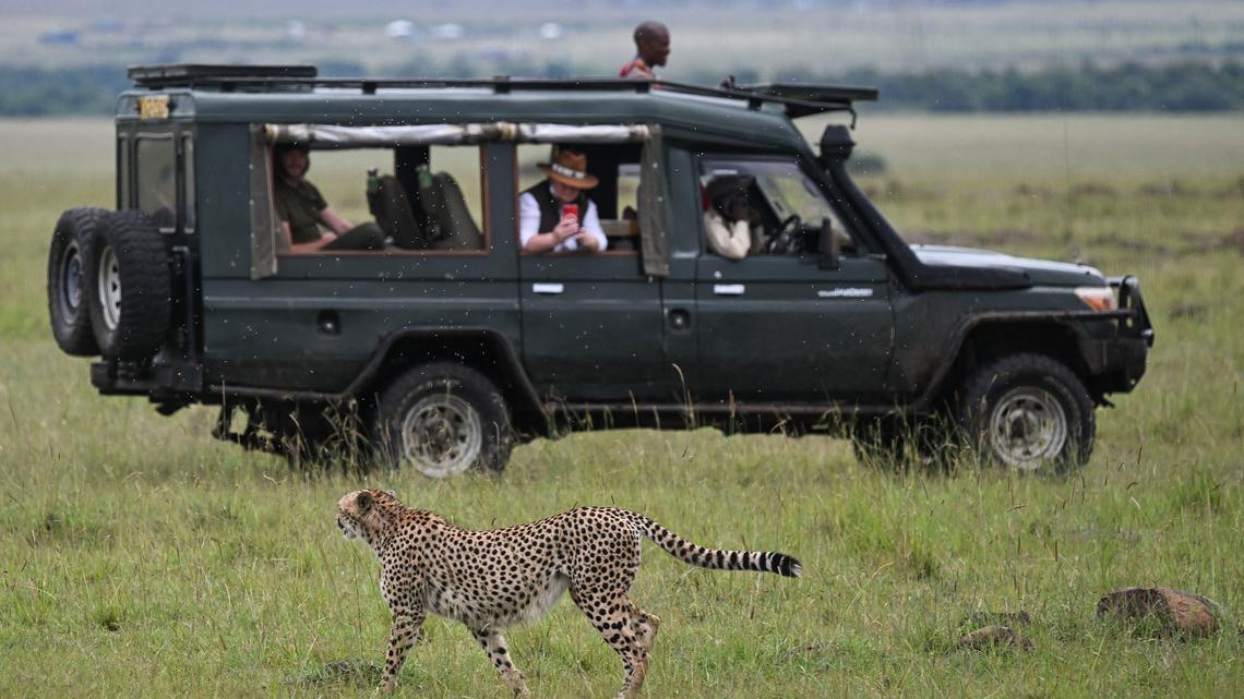 Tourists watch as a cheetah walks past in their safari vehicle during the rainy season in the Masai Mara National Reserve, Kenya on April 25, 2023. (Andrew Caballero-Reynolds/AFP/Getty Images/TNS)