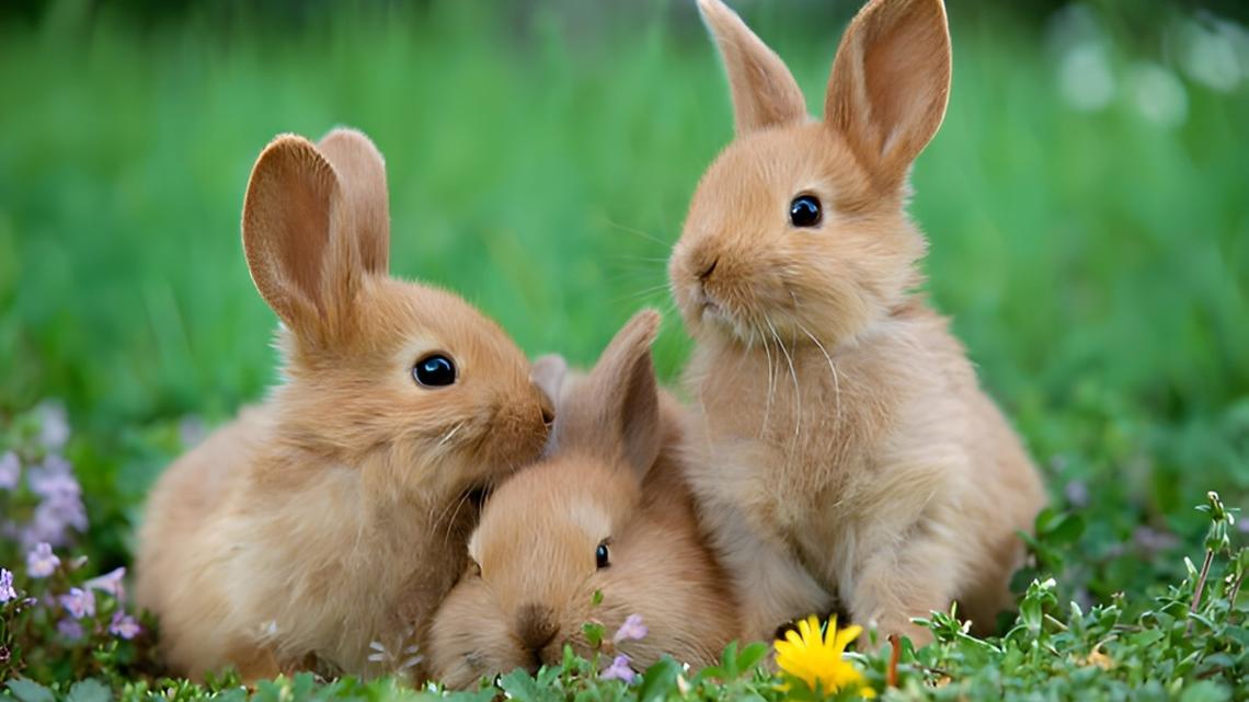 Newborn Bunnies Ready for Dinner Look Like Tiny Popping Popcorn 