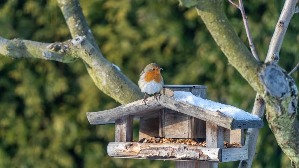 Most commonly seen birds in South Carolina 