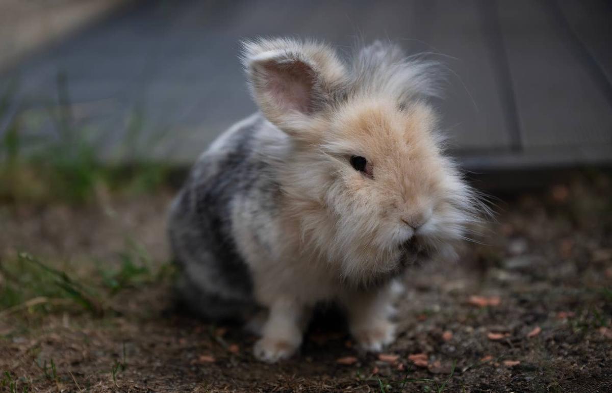  A small Lionhead rabbit close to the camera. 