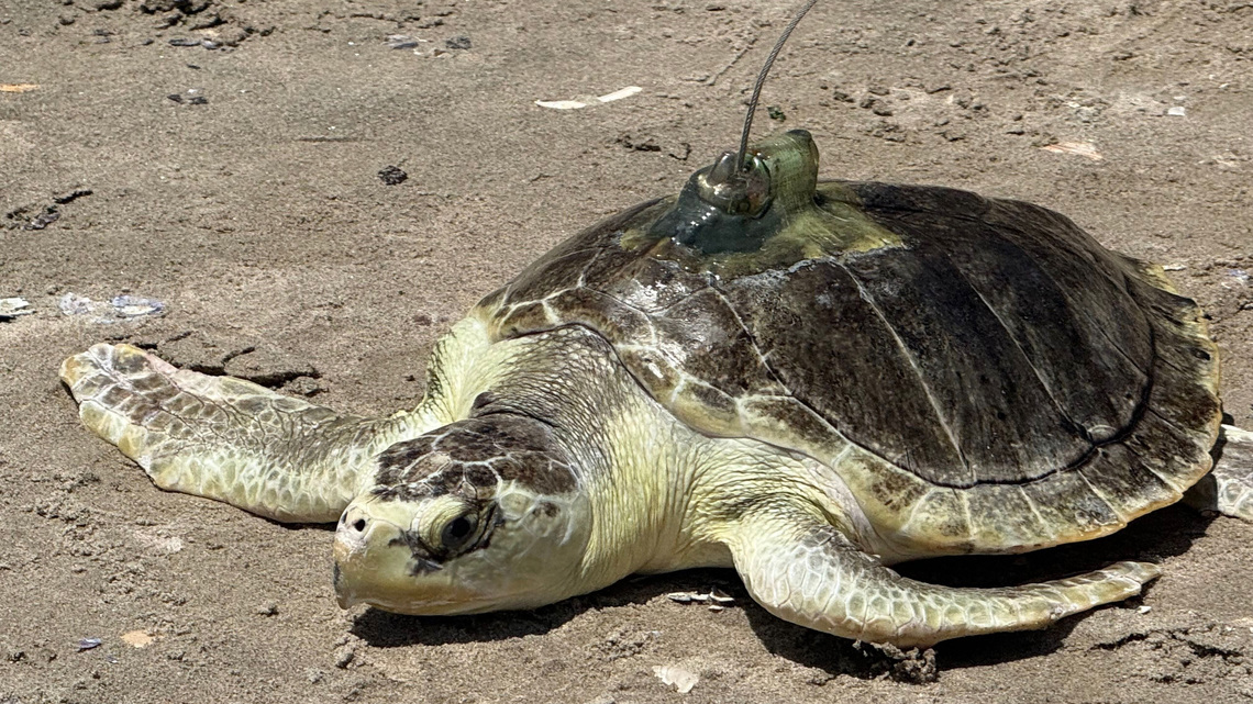 'Pancake' the endangered sea turtle returns home 
