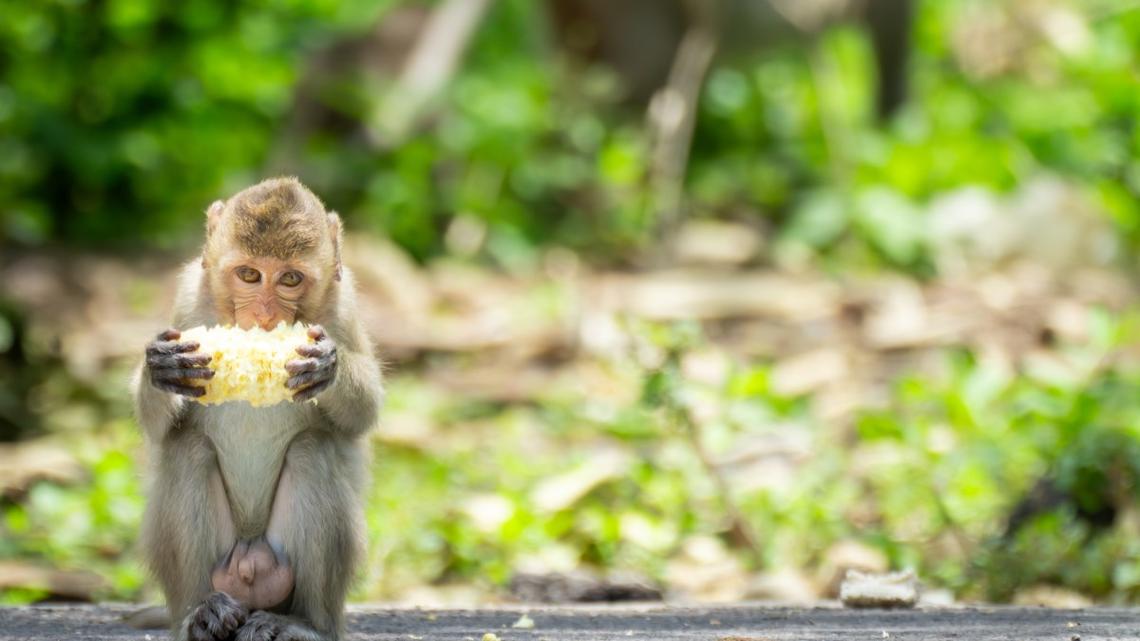 Baby Monkey 'Punch' Who Went Viral After Being Abandoned Gets the Most Fitting Surprise 