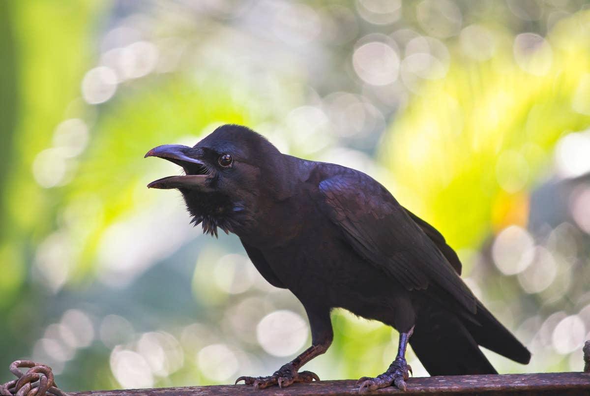  A crow making noise near someone's house during the day. 