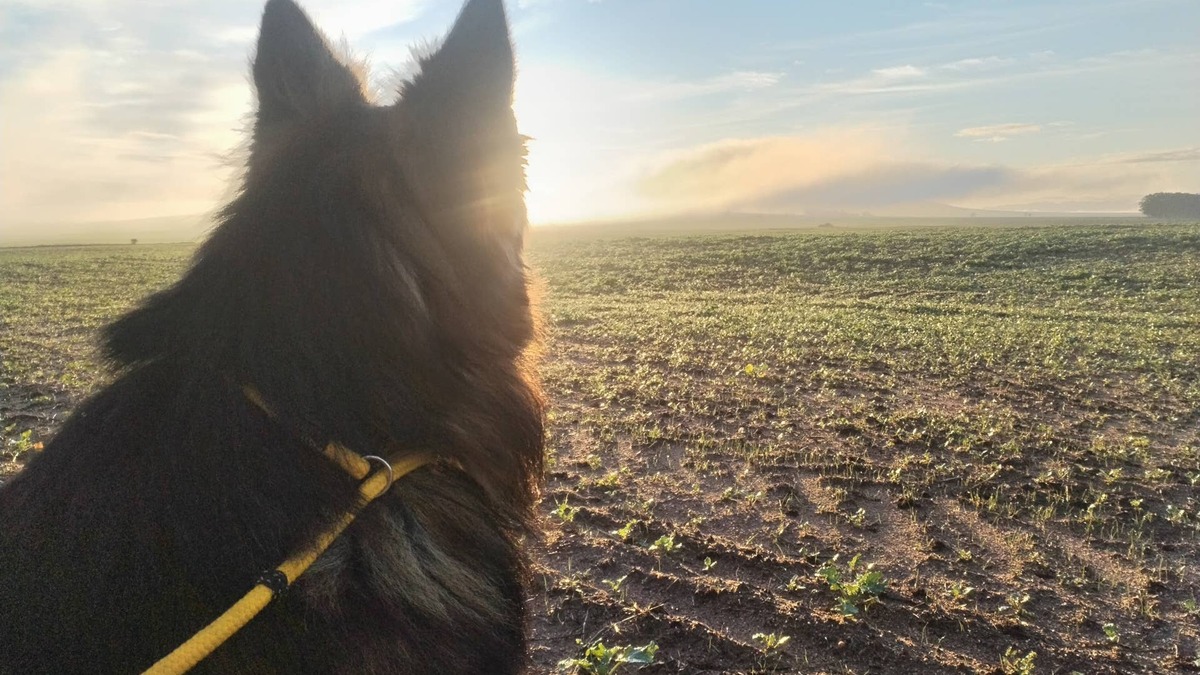 Rare Blue German Shepherd Looks Like a Giant Fluffy Koala