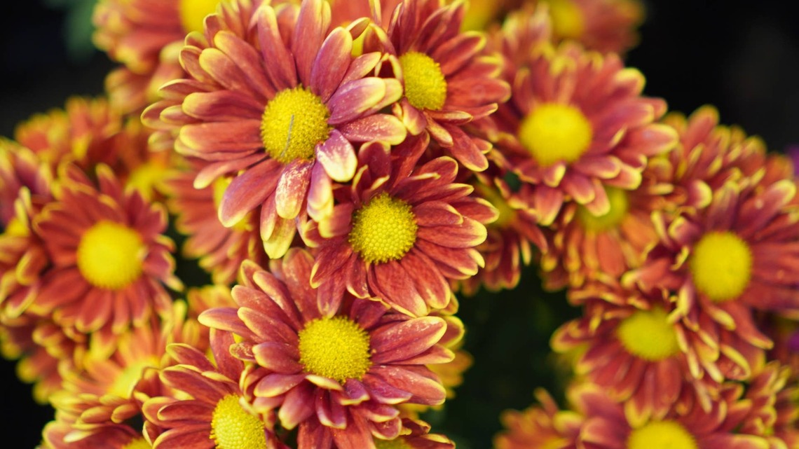 Aldi Is About to Drop $20 Fall Mums, and Porch Season Just Got Better 