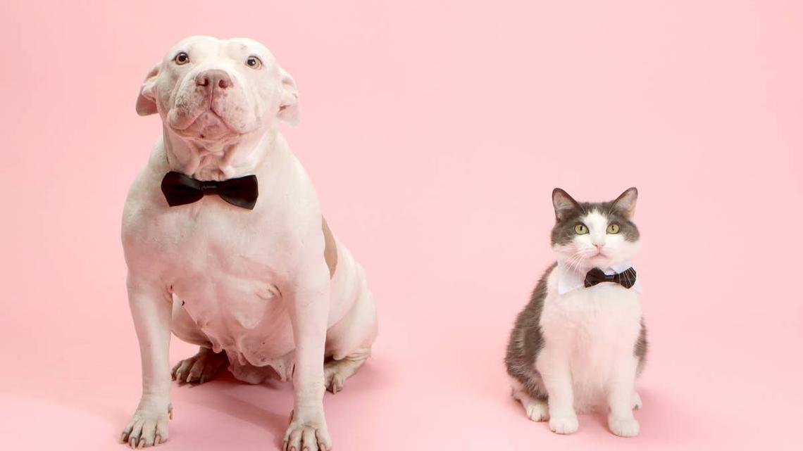 House of Rescued Pets Share Emotional 'Before-and-After Love' Transformations 