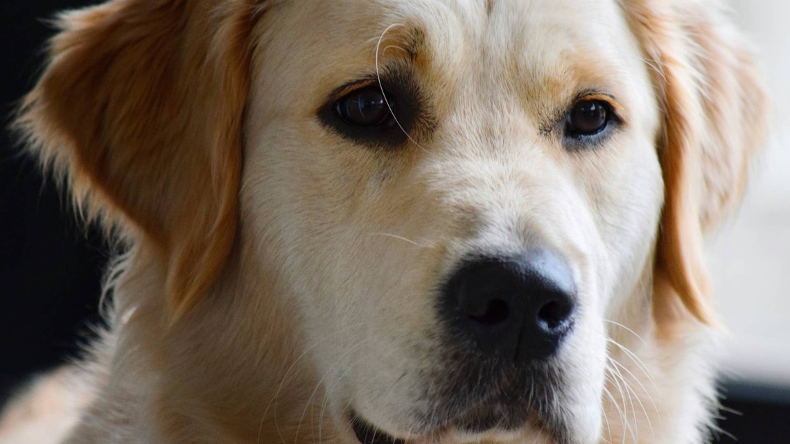 Golden Retriever Never Misses a Chance To Voice Her Complaints