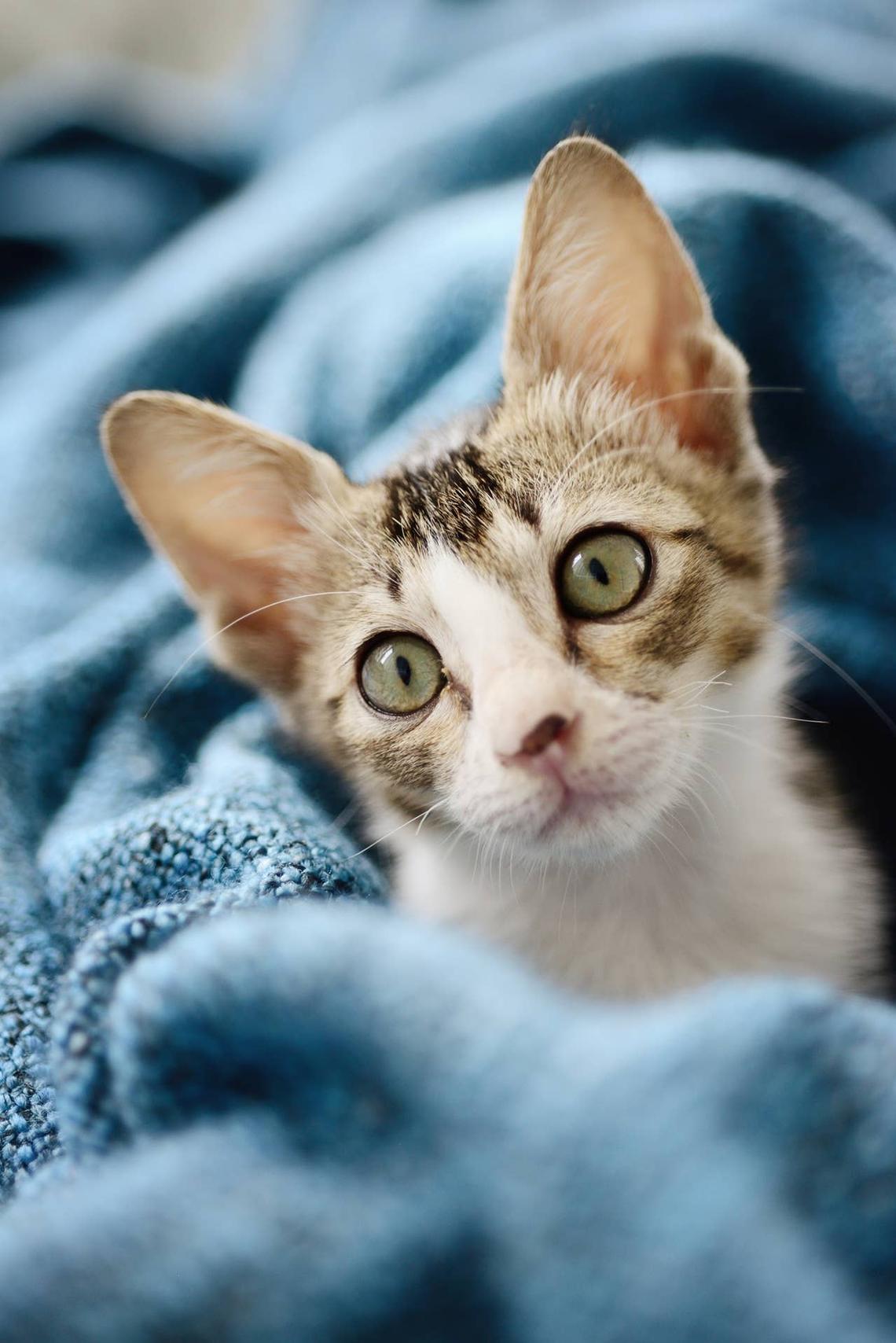  A Singapura cat in a blanket. 