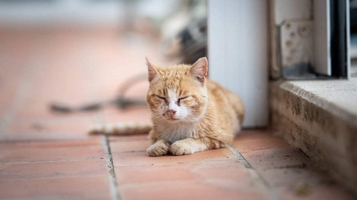 Sick, Cold Stray Cat Turns to a Human for Comfort in His Final Moments: ‘I Just Hope He Felt Peace and Love' 