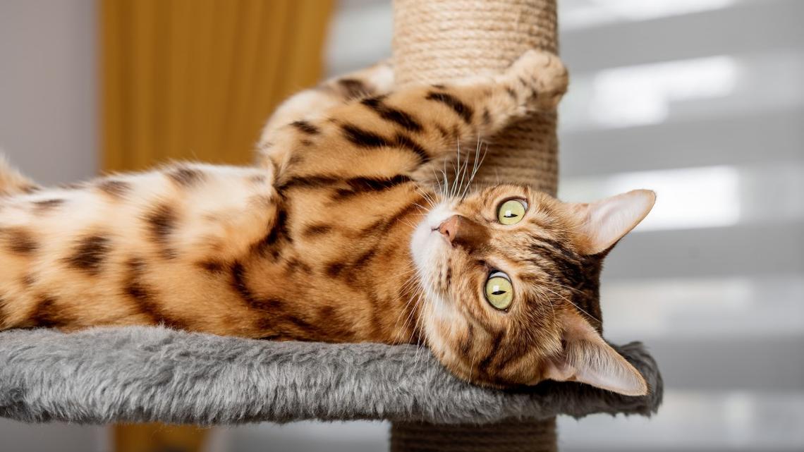 Bengal Cat Shows off Seriously Impressive Fetch Skills