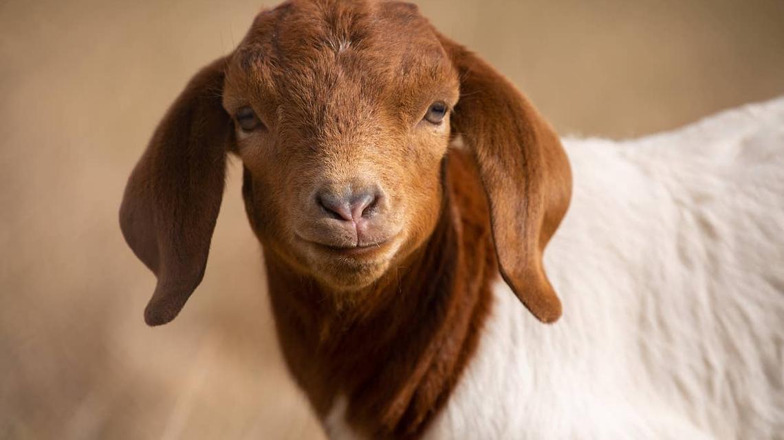 Brown baby goat. 