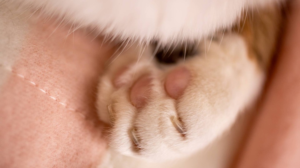 Family Finds Rare ‘Split Face' Kitten on the Street and Falls in Love 