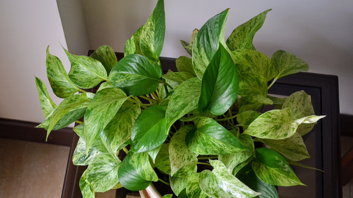 Epipremnum aureum is a species of flowering plant in the arum family Araceae.The plant has a multitude of common names including golden pothos,Ceylon creeper, ivy arum,money plant and devil's ivy.