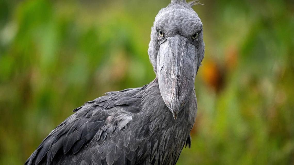 Shoebill stork looking directly at the camera. 